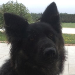 Maiano