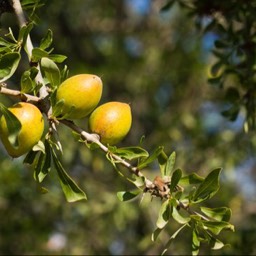 argan